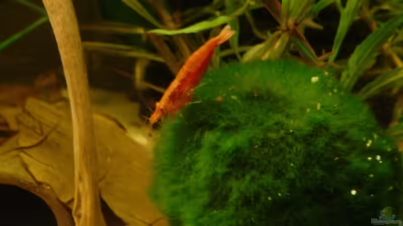 Bild 5 von Michael Schilling (7)