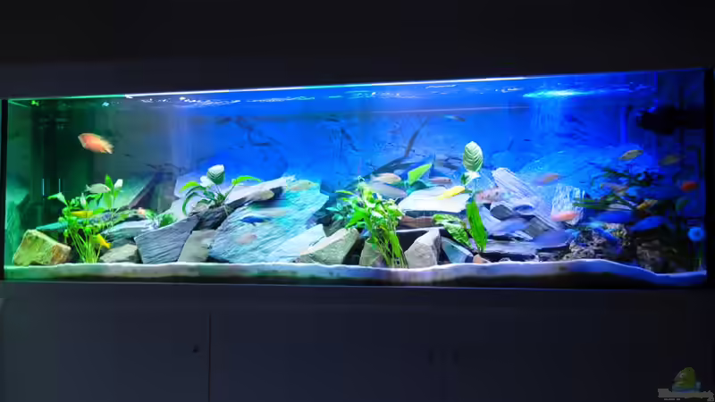 Bild 8schräg von Wolfgang Ihlo (3)