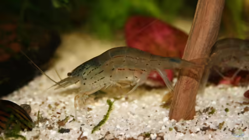 Bild 9 von Michael Schilling (10)