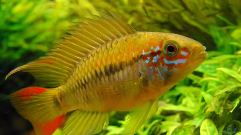 Bild alt mein Prachtkerl von Dario (18)