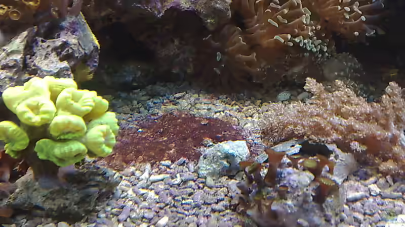 Bild auf dem die Alge gut zu sehen sind(Kurz nach dem Wasserwechsel) von Holgi K. (13)