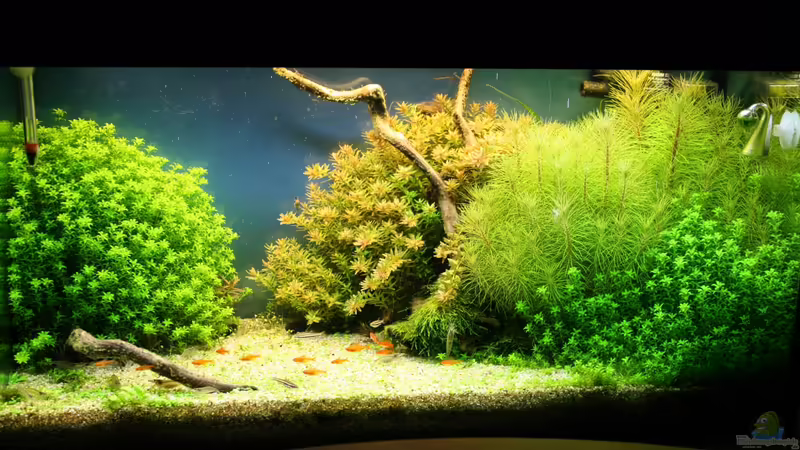 Bild aus 08.2011 von Apistofan (1)