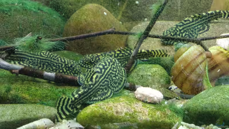 Bild aus dem alten Becken  von Miss Kasimir (18)