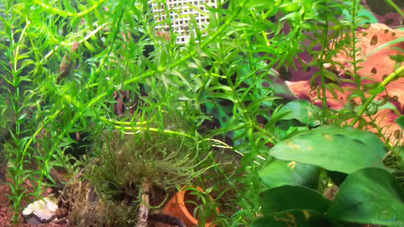 Bild Deko 1 von Drako (9)