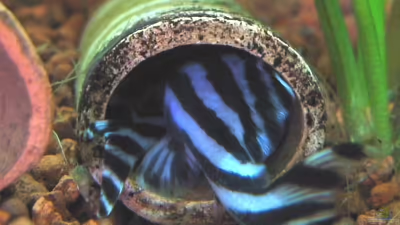 Bild der Paarung, Dauer 1 1/2 Tage von Conny (9)