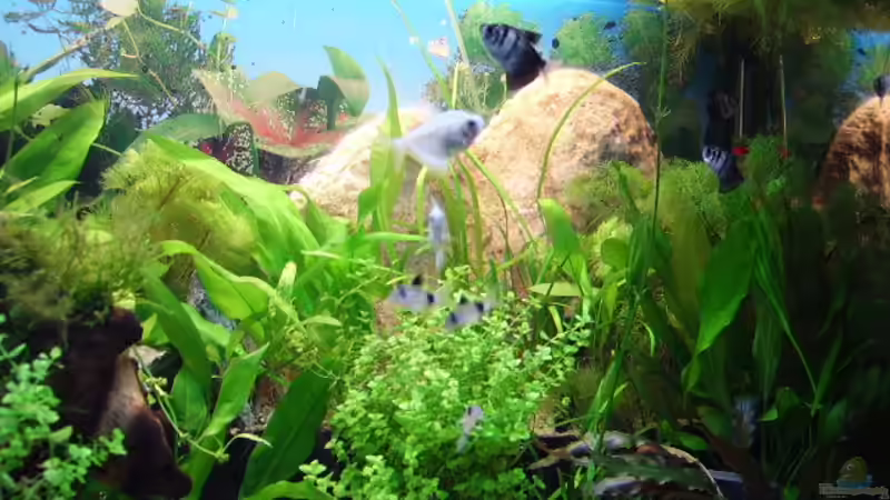 bild heute  von Fireman (8)