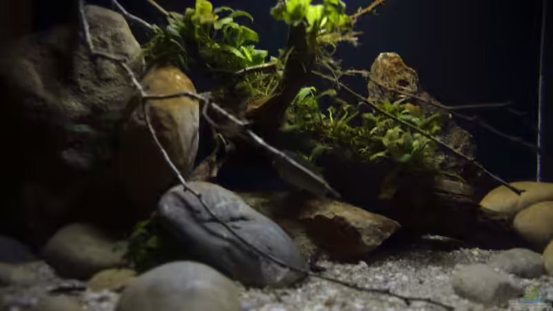 Bild in Originalhelligkeit von Didi (21)