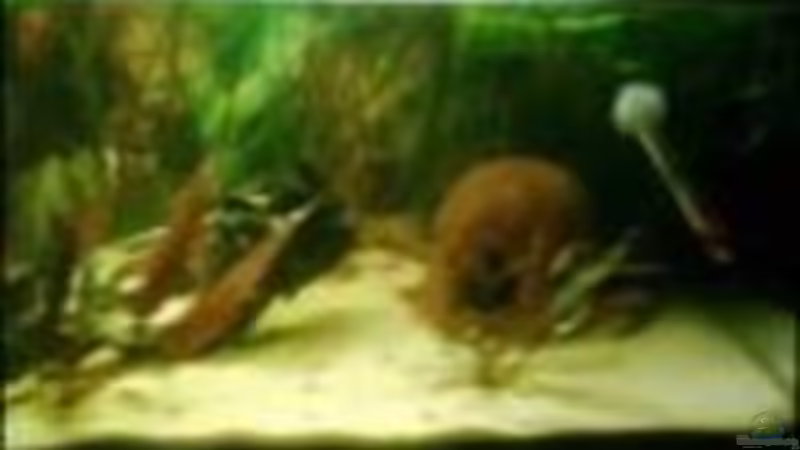 Bild ist leider etwas klein von Christina Müller