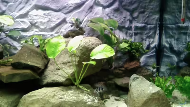 Bild ist unmittelbar nach der Einlaufphase entstanden direkt nach dem 1. Besatz von Sleeper1981 (1)