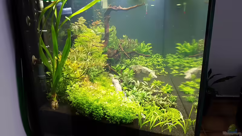 Bild ist vom 18.04.2017 4 Tage nach Einrichtung von Pflanzenmaster (12)