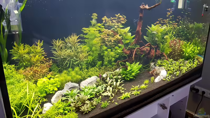 Bild ist vom 18.04.2017 4 Tage nach Einrichtung von Pflanzenmaster (5)