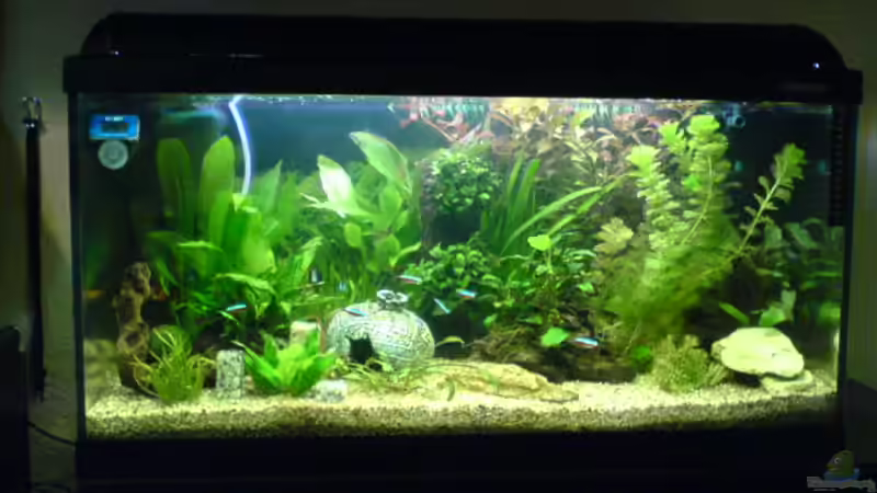 Bild kurz nach der neu einrichtung von Dornauge xxl (2)