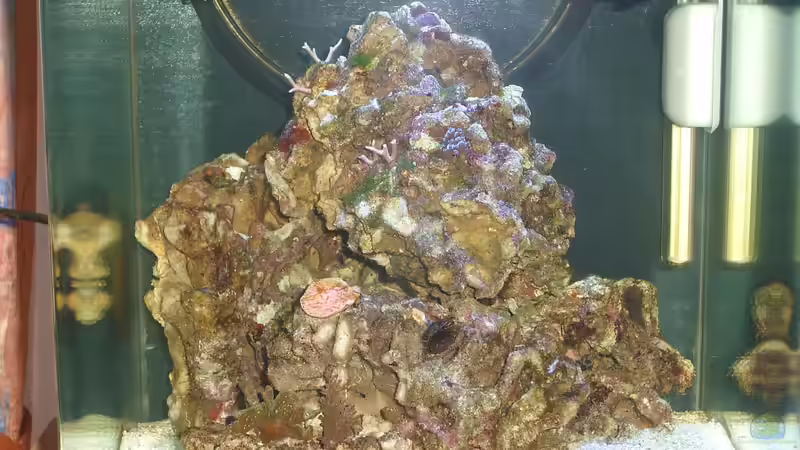 Bild mit Blitz von Dirk Schäfer (5)