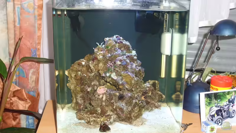 Bild mit Blitz von Dirk Schäfer (6)