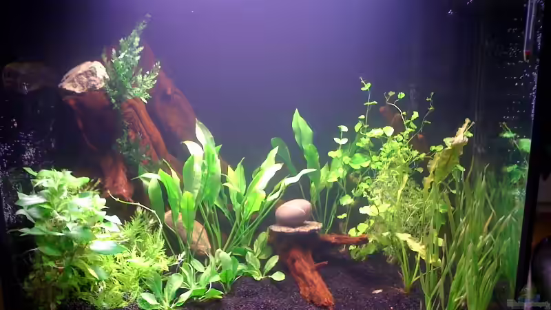 Bild nach der ersten Bepflanzung am 02.05.2010 von Deichkind83 (2)