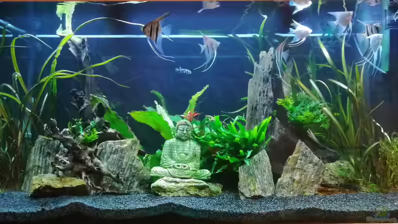 Bild nach Neueinrichtung von iceman80 (6)