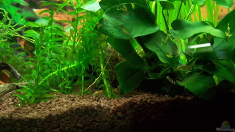 Bild Pflanzen 1 von Drako (4)