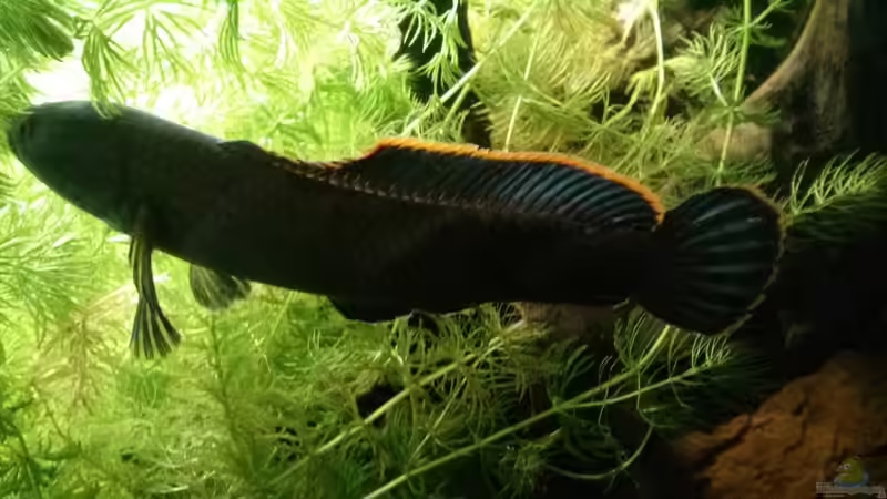 Bild Session #2 von AquaTobi90 (60)