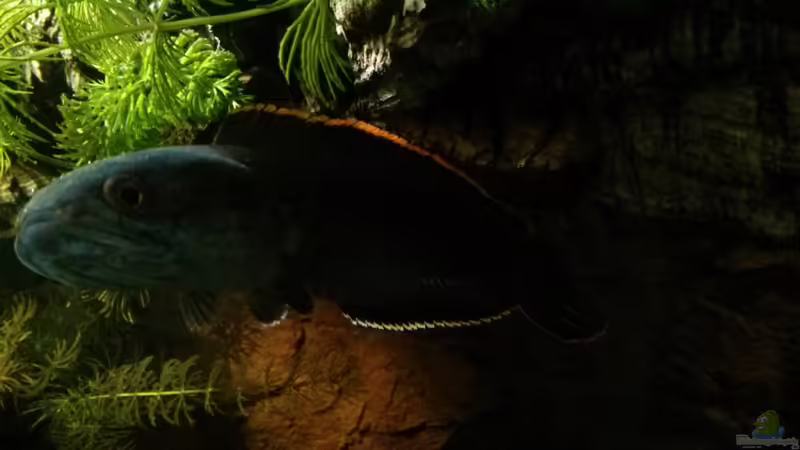 Bild Session #3 von AquaTobi90 (61)