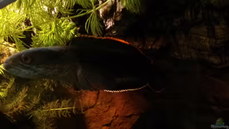 Bild Session #4 von AquaTobi90 (62)