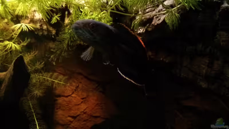 Bild Session #5 von AquaTobi90 (63)