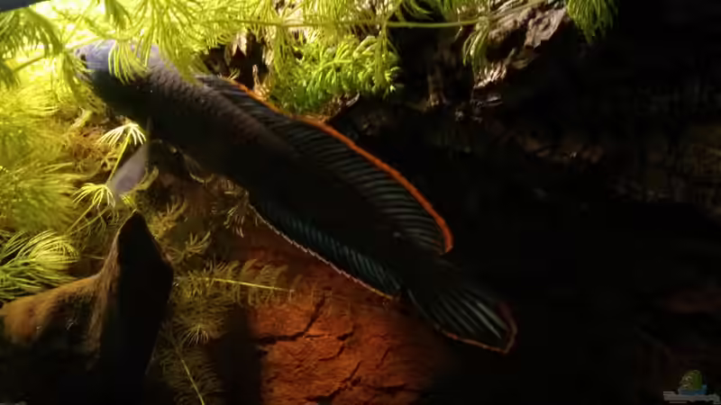 Bild Session #6 von AquaTobi90 (64)