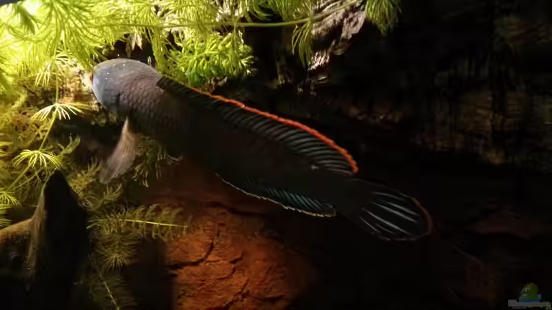 Bild Session #7 von AquaTobi90 (65)