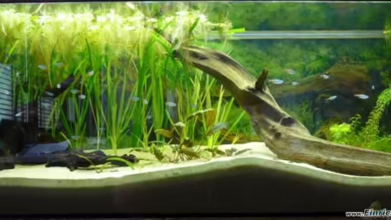 Bild vom 04.09.2009 von Leinad78 (2)