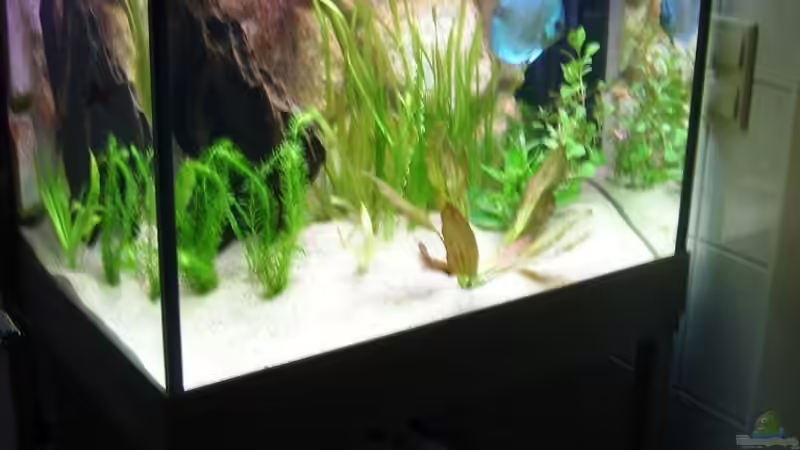 Bild vom 04.10.2008 von Malawi und Diskus Fan (1)