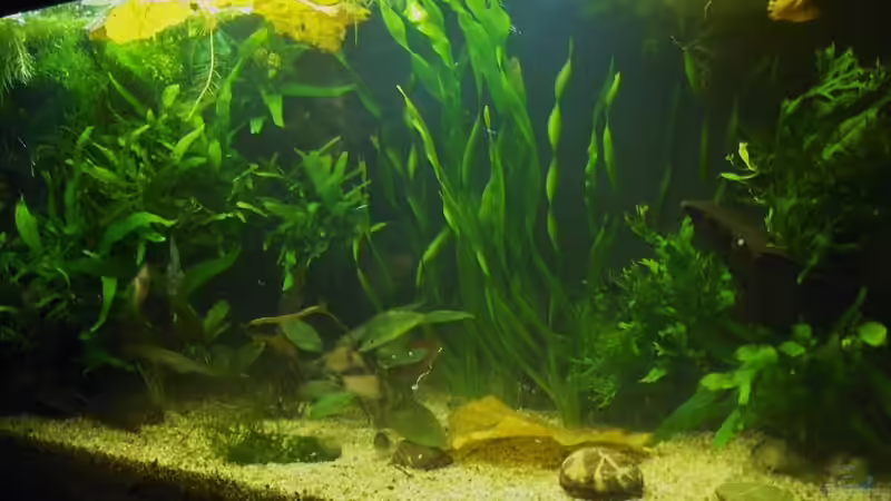 Bild vom 05.03.2010 von Zebraschneggla (8)