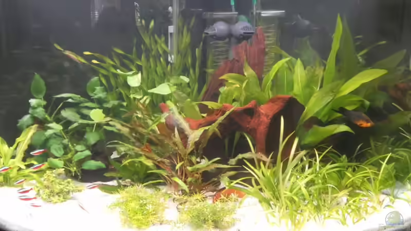 Bild vom 06.01.2011 von mawi (4)