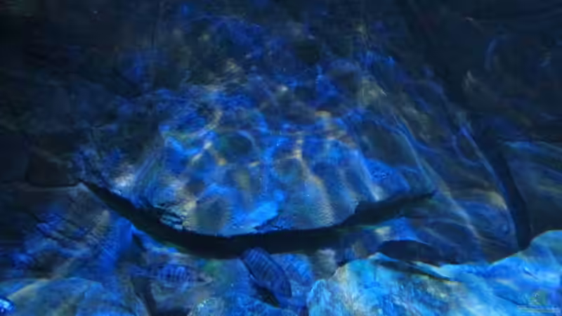 Bild vom 06.02.2013 von Steffen G (26)