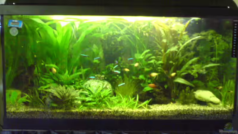 Bild vom 09.05.08 von Dornauge xxl (7)