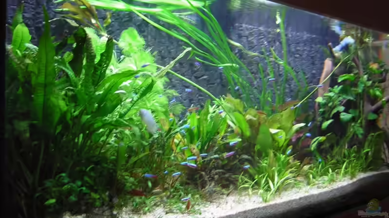 Bild vom 09.07.2009 von Antje und Daniel (12)