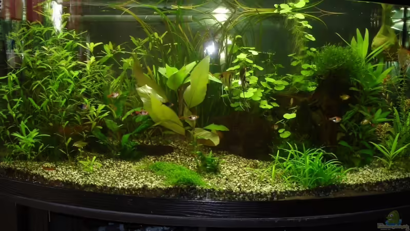 Bild vom 09.08.08 von quickmike (3)