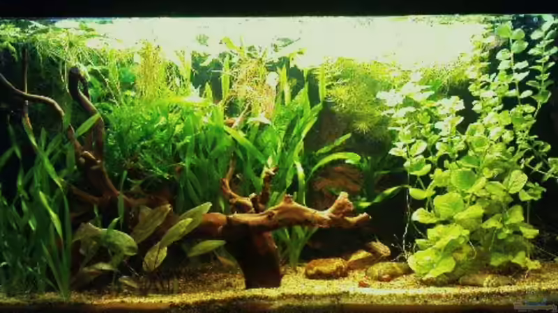 Bild vom 11.08.2009 von Zebraschneggla (5)