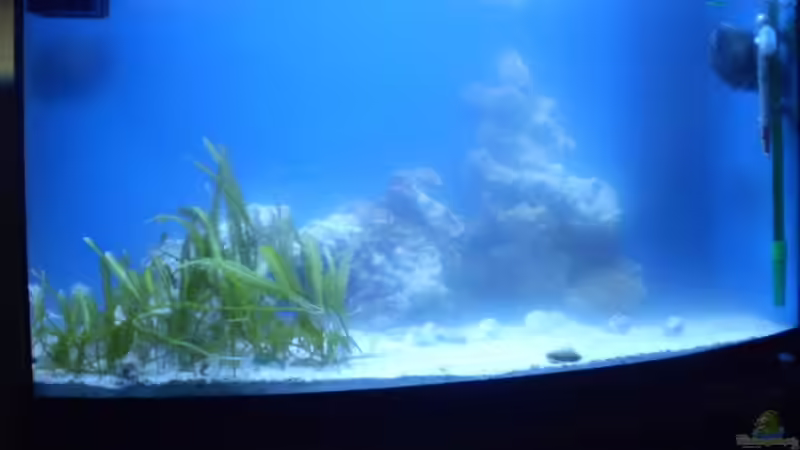 Bild vom 12.01.2011 deutlicher Rückgang der Schwebealgen von Sven K. (10)