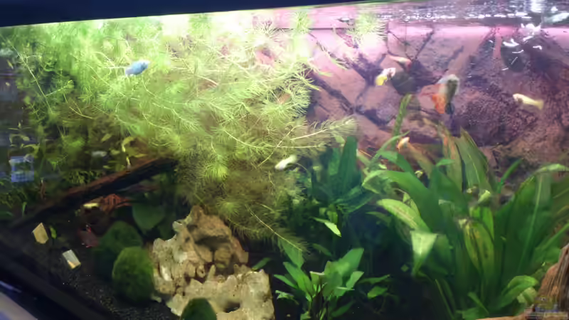 Bild vom 12.12.12 von Silvia78 (1)