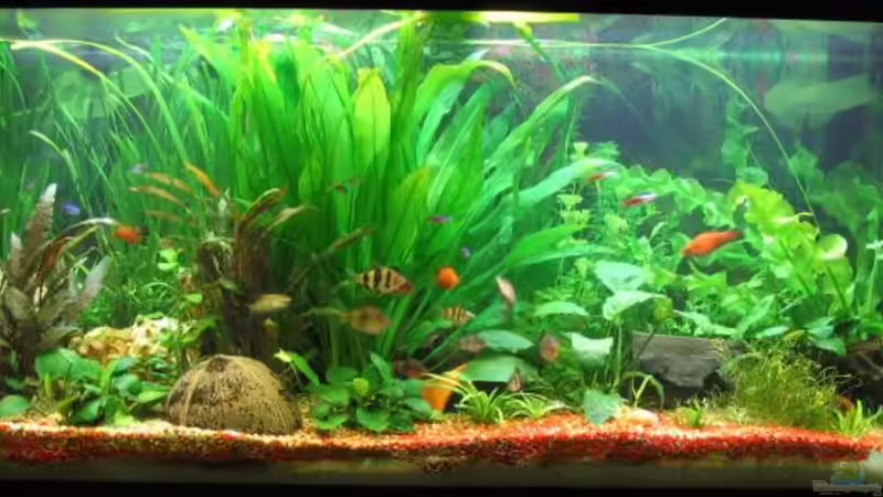 Bild vom 14.02.2006 von Michael Kraus (1)