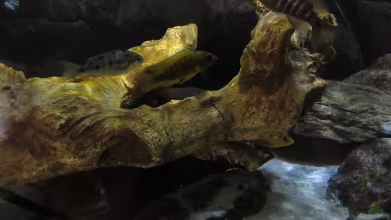 Bild vom 14.07.2013 von Steffen G (20)