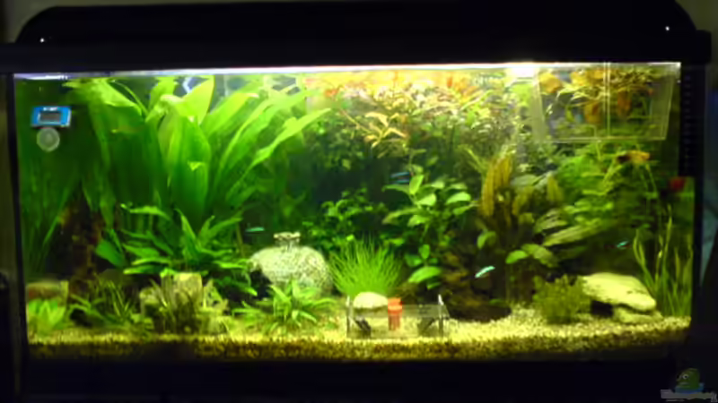 Bild vom 16.03.08 von Dornauge xxl (6)