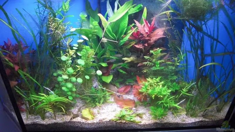 Bild vom 16.06 von Pflanzenoase (7)