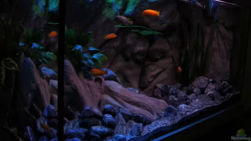 Bild vom 16.09.2010 nun mit dunklerem Bodengrund von Marco O. (58)