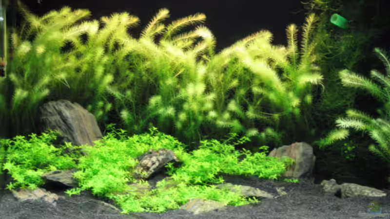 Bild vom 16.12.07 von Gerd Zimmermann (1)