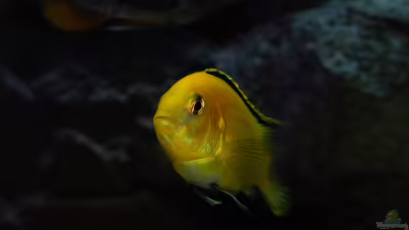 Bild vom 16.12.2012 von Steffen G (65)