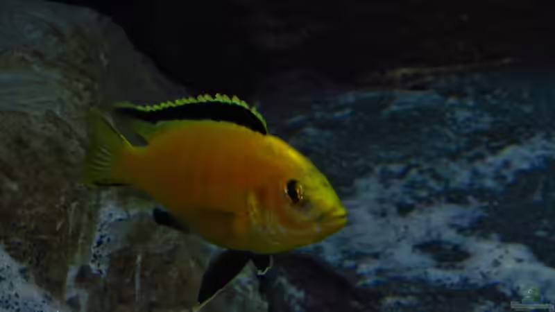 Bild vom 16.12.2012 von Steffen G (67)