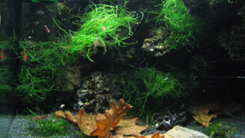 Bild vom 17.03.08 von Tom Zimmermann (1)