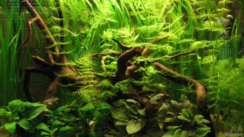 Bild vom 19.04.07 von Gerd Zimmermann (1)