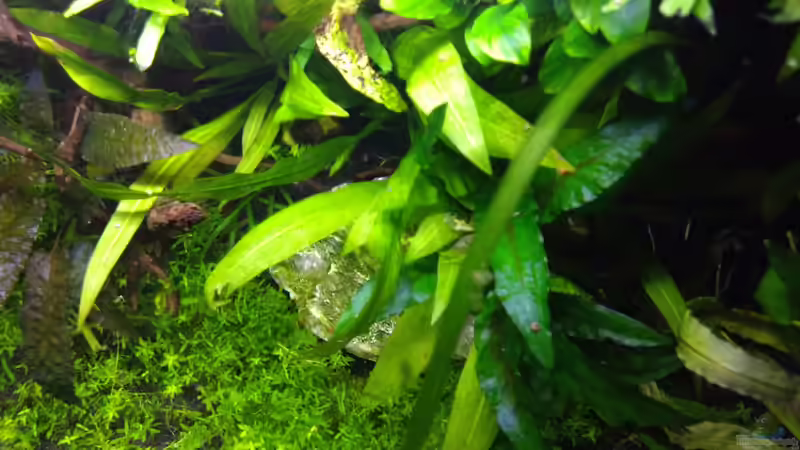 Bild vom 22.08.2018 von Mike Steidl (13)