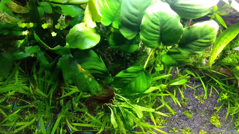 Bild vom 22.08.2018 von Mike Steidl (14)